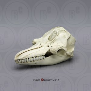 Zwarte Zwaardwalvis Schedelmodel