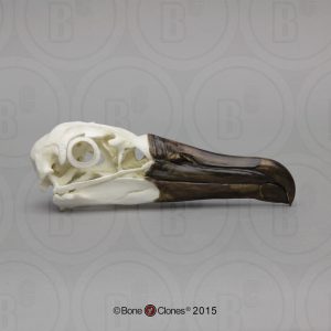 Zwartvoetalbatros Schedelmodel