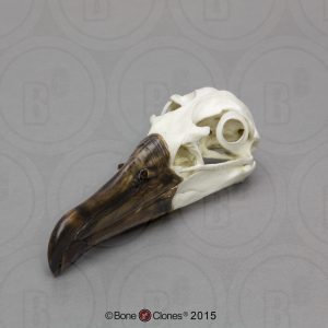 Zwartvoetalbatros Schedelmodel