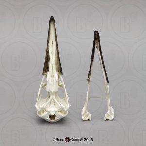 Zwartvoetalbatros Schedelmodel
