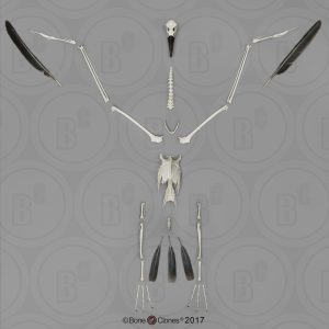 Zwartvoetalbatros Skelet
